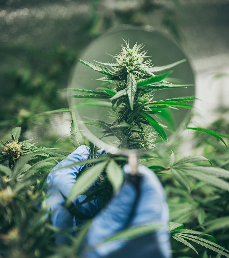 grinder-a-lot-of-marijuana-fresh-buds-of-cannabis-7P5Q4NZ